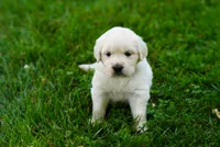 Roxy, a female English Cream Golden Retriever for sale in Hiddenite, NC – 1 of 3