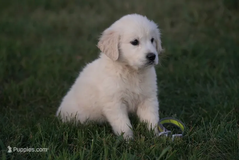 Robin – English Cream Golden Retriever puppy for sale in Hiddenite, NC