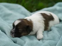 Scout, a male Shih Tzu for sale in Hiddenite, NC – 1 of 2