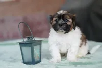 Scout, a male Shih Tzu for sale in Hiddenite, NC – 2 of 5