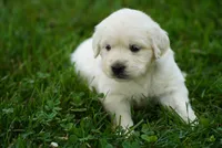Roxy, a female English Cream Golden Retriever for sale in Hiddenite, NC – 3 of 3