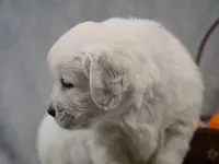 Quentin, a male English Cream Golden Retriever for sale in Hiddenite, NC – Photo 2 of 4