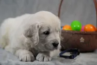 Quentin, a male English Cream Golden Retriever for sale in Hiddenite, NC – Photo 3 of 4