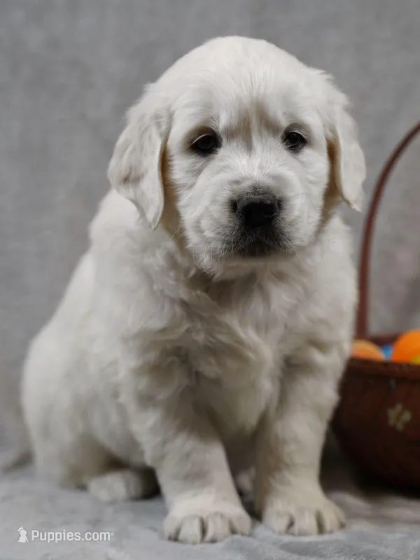 Quentin – English Cream Golden Retriever puppy for sale in Hiddenite, NC