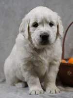 Quentin, a male English Cream Golden Retriever for sale in Hiddenite, NC – Photo 1 of 4
