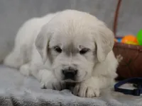 Quentin, a male English Cream Golden Retriever for sale in Hiddenite, NC – Photo 4 of 4