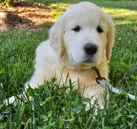 Quinn, a male English Cream Golden Retriever for sale in Hiddenite, NC – 1 of 5