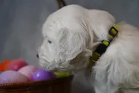 Quinn, a male English Cream Golden Retriever for sale in Hiddenite, NC – Photo 3 of 4