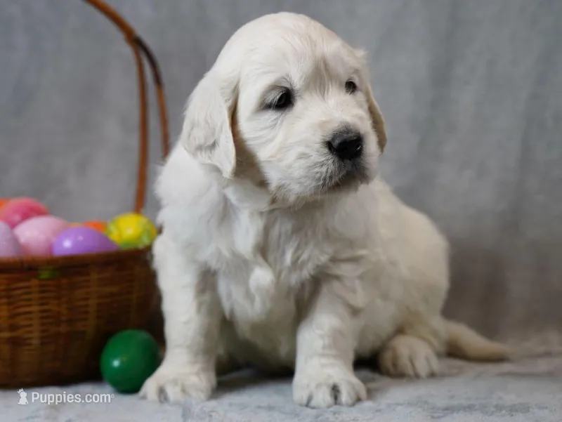 Quinn – English Cream Golden Retriever puppy for sale in Hiddenite, NC