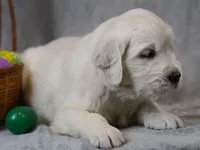 Quinn, a male English Cream Golden Retriever for sale in Hiddenite, NC – Photo 4 of 4
