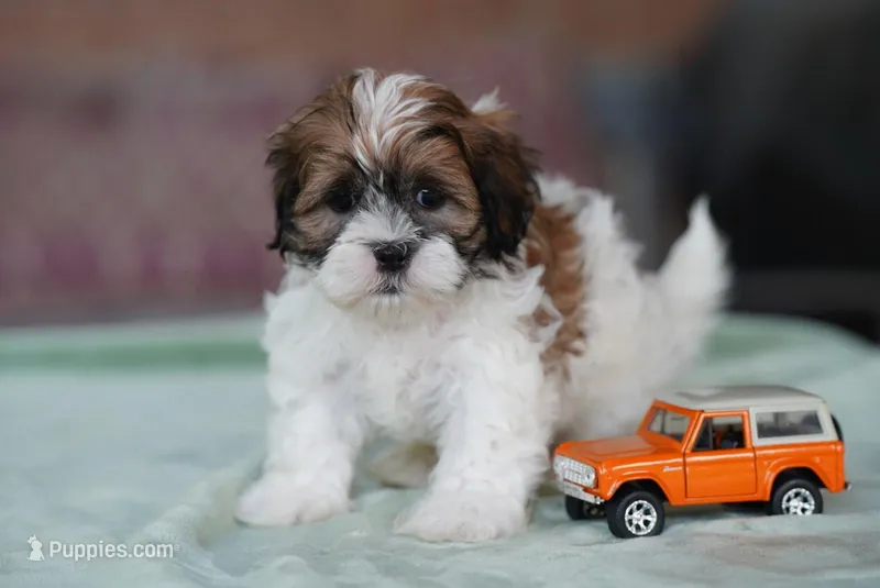 Stetson – Shih Tzu puppy for sale in Hiddenite, NC