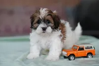Stetson, a male Shih Tzu for sale in Hiddenite, NC – 1 of 4