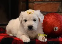 processed/ecdee306-5199-4a8e-88bf-56bdc765c10b/listing/99dc5f19-5961-4595-9764-3255ddea3b3d/3832c211-e2f1-4f07-a56b-990aea08990a