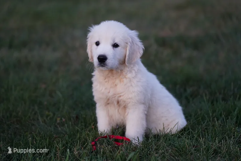 Roxy – English Cream Golden Retriever puppy for sale in Hiddenite, NC