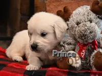 Prince, a male English Cream Golden Retriever for sale in Hiddenite, NC – Photo 2 of 3