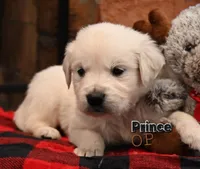 Prince, a male English Cream Golden Retriever for sale in Hiddenite, NC – Photo 3 of 3