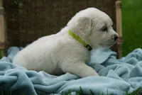 Robin, a female English Cream Golden Retriever for sale in Hiddenite, NC – 2 of 2