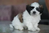 Sarge, a male Shih Tzu for sale in Hiddenite, NC – 2 of 5