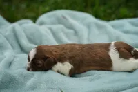 Simon, a male Shih Tzu for sale in Hiddenite, NC – 3 of 3