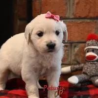 Petunia, a female English Cream Golden Retriever for sale in Hiddenite, NC – Photo 2 of 3