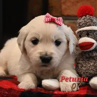 Petunia, a female English Cream Golden Retriever for sale in Hiddenite, NC – Photo 3 of 3