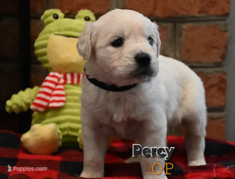 Percy
