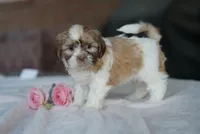 Sage, a female Shih Tzu for sale in Hiddenite, NC – 4 of 7