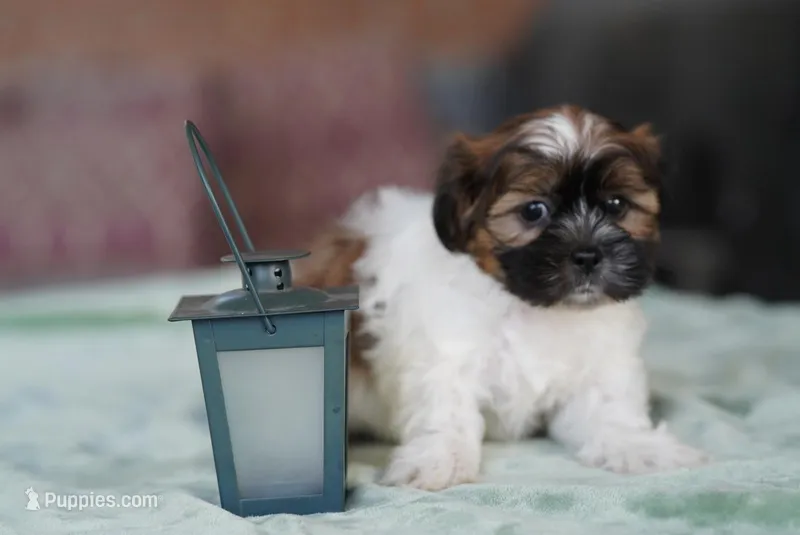 Scout – Shih Tzu puppy for sale in Hiddenite, NC