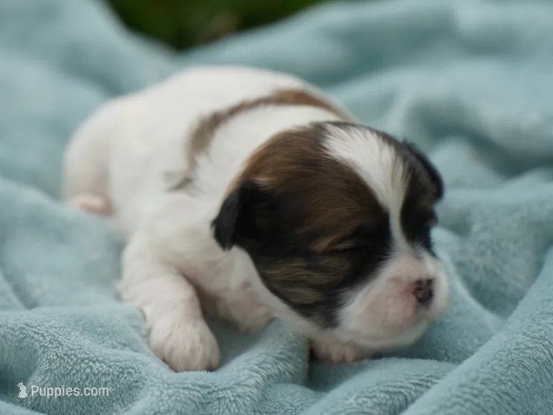 Stetson – Shih Tzu puppy for sale in Hiddenite, NC