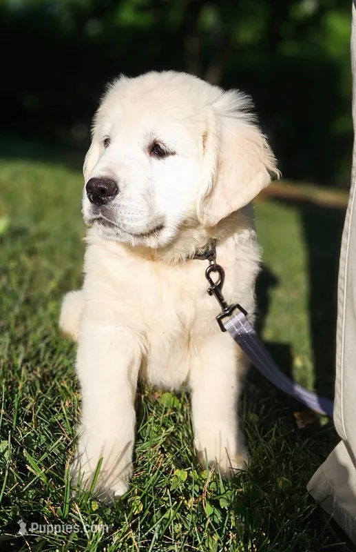Quincy – English Cream Golden Retriever puppy for sale in Hiddenite, NC
