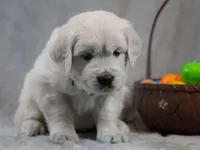 Quincy, a male English Cream Golden Retriever for sale in Hiddenite, NC – Photo 4 of 4