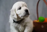 Quincy, a male English Cream Golden Retriever for sale in Hiddenite, NC – Photo 2 of 4