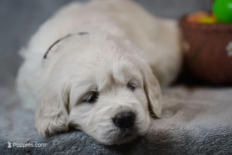 Quincy – English Cream Golden Retriever puppy for sale in Hiddenite, NC
