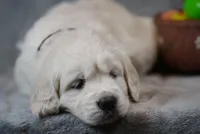 Quincy, a male English Cream Golden Retriever for sale in Hiddenite, NC – Photo 1 of 4