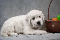 Quincy, a male English Cream Golden Retriever for sale in Hiddenite, NC – Photo 3 of 4