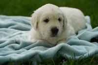 Roman, a male English Cream Golden Retriever for sale in Hiddenite, NC – 2 of 3