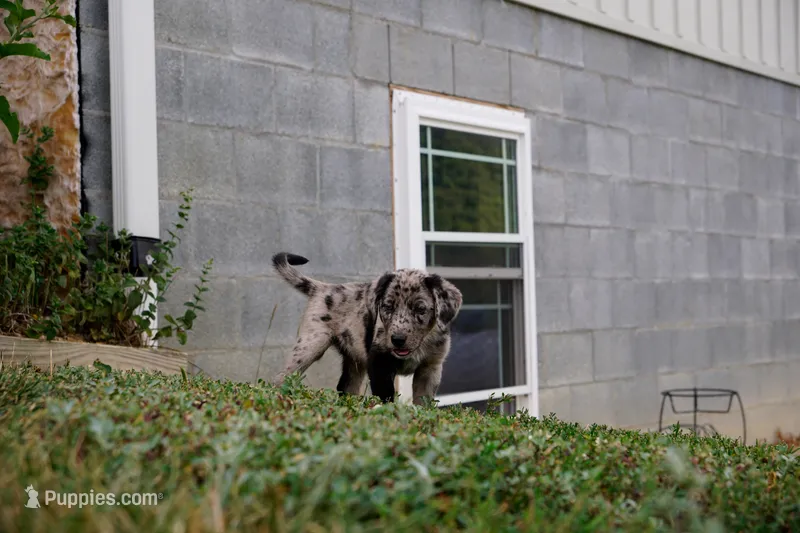 Bandit – Border Collie, Labrador Retriever puppy for sale in Hiddenite, NC