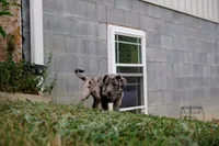 Bandit, a male Border Collie and Labrador Retriever for sale in Hiddenite, NC – 1 of 2