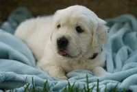 Roman, a male English Cream Golden Retriever for sale in Hiddenite, NC – 1 of 3