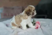 Sage, a female Shih Tzu for sale in Hiddenite, NC – 2 of 7