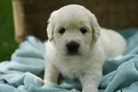 Rylan, a male English Cream Golden Retriever for sale in Hiddenite, NC – 3 of 3