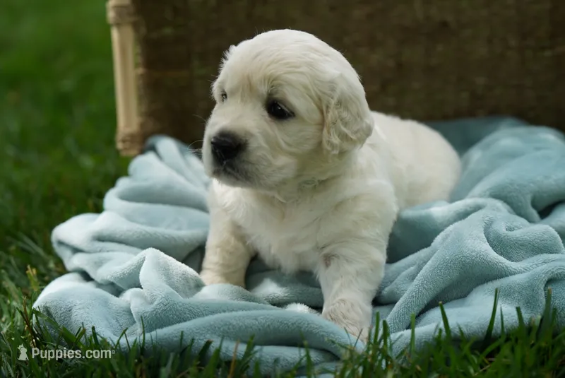 Rylan – English Cream Golden Retriever puppy for sale in Hiddenite, NC