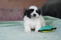 Sarge, a male Shih Tzu for sale in Hiddenite, NC – 3 of 5