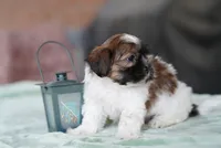 Scout, a male Shih Tzu for sale in Hiddenite, NC – 3 of 5