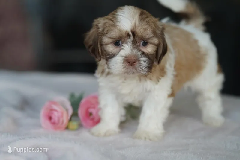Sage – Shih Tzu puppy for sale in Hiddenite, NC