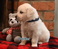 Porter, a male English Cream Golden Retriever for sale in Hiddenite, NC – Photo 2 of 3