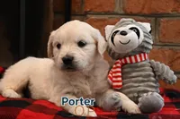 Porter, a male English Cream Golden Retriever for sale in Hiddenite, NC – Photo 3 of 3