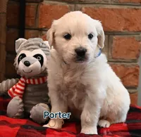 Porter, a male English Cream Golden Retriever for sale in Hiddenite, NC – Photo 1 of 3