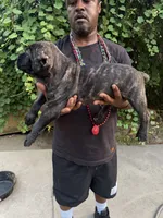 Black brindle, a male Cane Corso for sale in Orangeburg, SC – 5 of 5