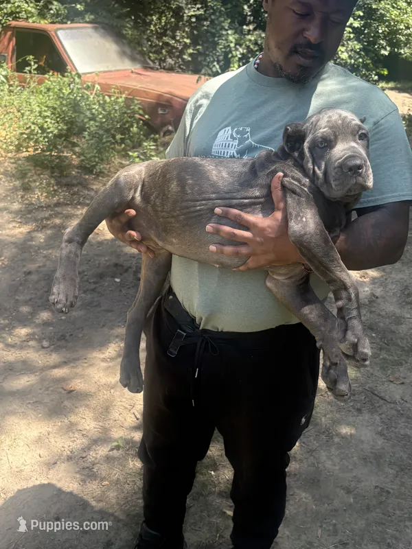 Blue – Cane Corso puppy for sale in Orangeburg, SC